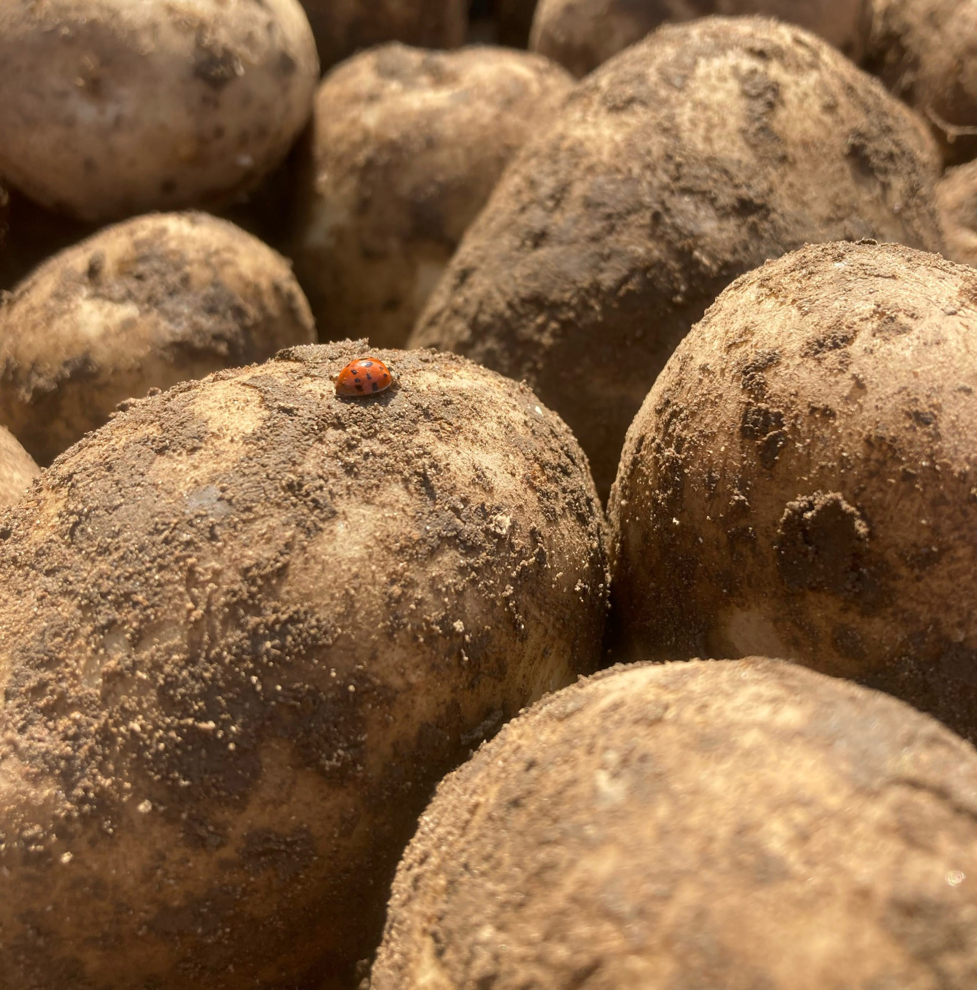 Lady beetle on potatoes_cropped_Nicolle Ritchie.jpg